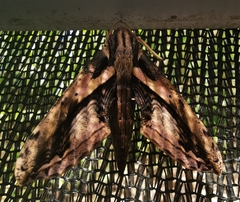 Xylophanes ceratomioides
