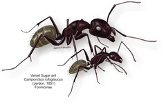 Camponotus rufoglaucus