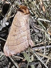 Datana major
