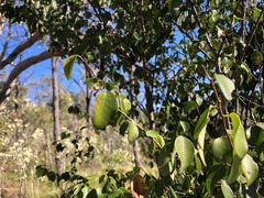 Bridelia leichhardtii