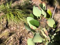 Bridelia leichhardtii