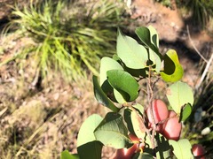 Bridelia leichhardtii