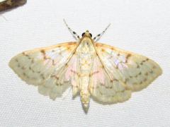 Polygrammodes flavidalis
