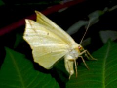Tetracis crocallata