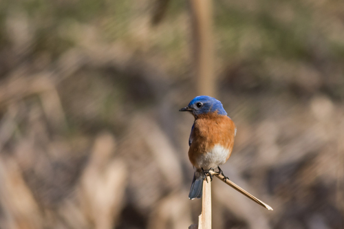 Eastern Bluebird photographed in Pennsylvania