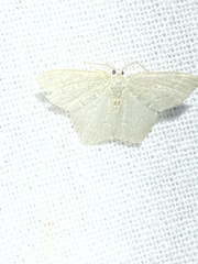 Chloropteryx tepperaria