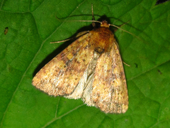 Perigea xanthioides
