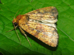 Perigea xanthioides