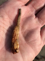 Styela montereyensis