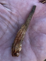 Styela montereyensis