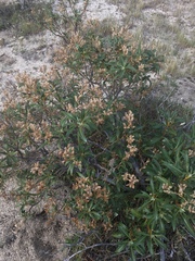 Eriodictyon trichocalyx lanatum