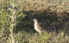 Geositta cunicularia