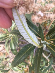 Eriodictyon trichocalyx lanatum