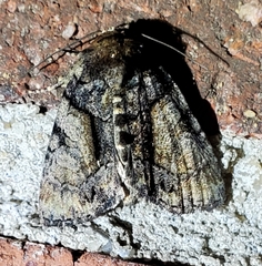Chytonix palliatricula
