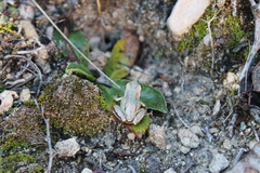 Hyla euphorbiacea