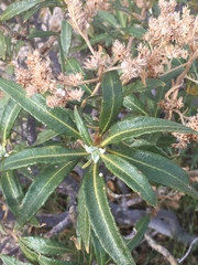 Eriodictyon trichocalyx lanatum