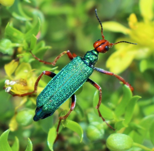 Eupompha fissiceps LeConte, 1858