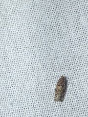 Phaecasiophora niveiguttana