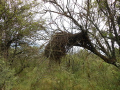 Pseudoseisura lophotes