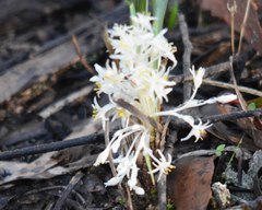 Lomandra effusa