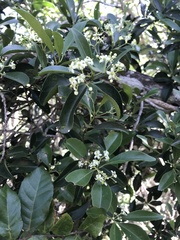 Denhamia fournieri
