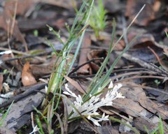 Lomandra effusa