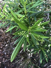 Rauvolfia semperflorens