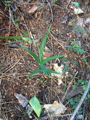 Fritillaria micrantha