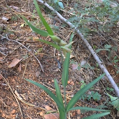 Fritillaria micrantha