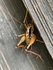 Diestrammena elegantissima