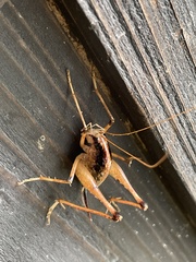 Diestrammena elegantissima