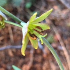 Fritillaria micrantha