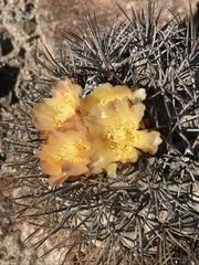 Copiapoa megarhiza