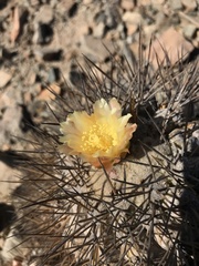 Copiapoa megarhiza