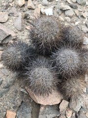 Copiapoa megarhiza