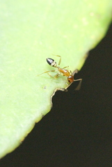 Camponotus pseudoirritans