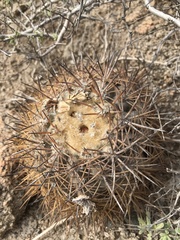 Copiapoa megarhiza
