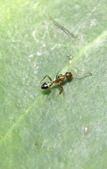 Camponotus pseudoirritans
