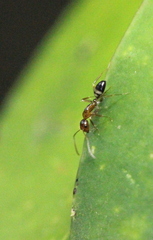 Camponotus pseudoirritans