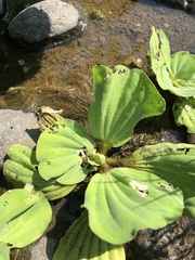 Pistia stratiotes