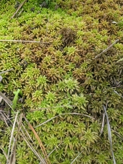 Sphagnum affine