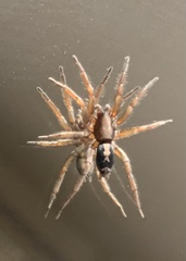 Eastern Parson Spider