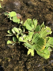 Pistia stratiotes