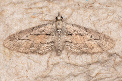 Eupithecia placidata