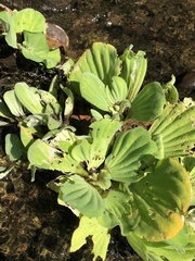 Pistia stratiotes