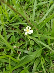 Eleutherine latifolia
