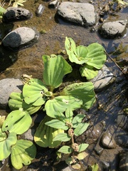 Pistia stratiotes