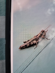 Dendrotettix quercus