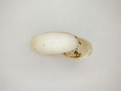 Mesomphix inornatus