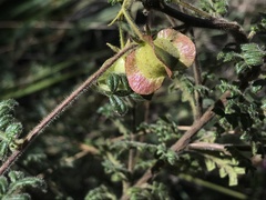 Dodonaea pinnata